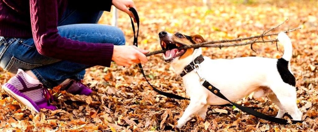 Les 7 meilleurs dresseurs canins de Marseille